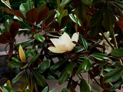 Magnolia grandiflora 'DD Blanchard' - šácholán velkokvětý